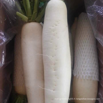 Radis blanc frais avec emballage de boîte